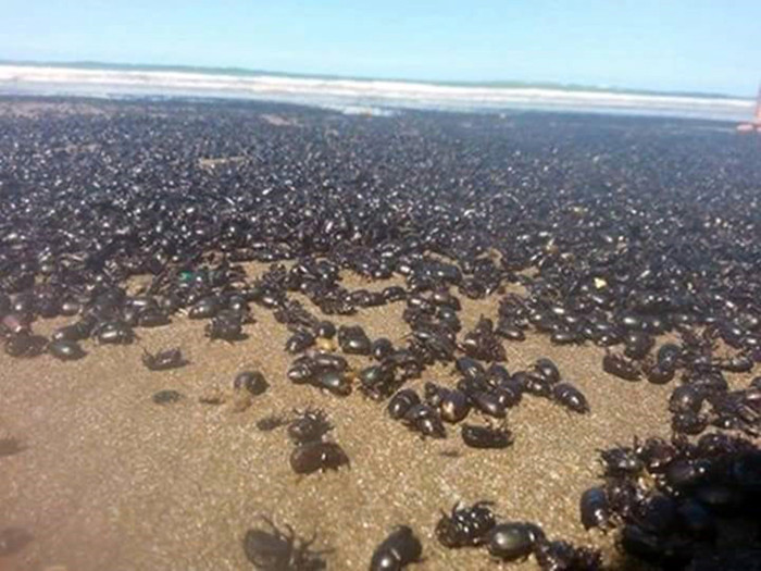 Hàng triệu con bọ hung tập trung ở khu vực bờ biển Argentina.