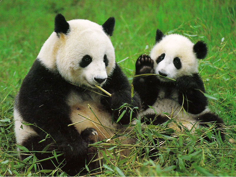 Gấu trúc