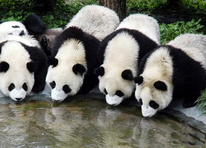  Khu bảo tồn gấu trúc lớn ở Tứ Xuyên thu hút rất đông du khách thăm quan, đặc biệt là những người yêu động vật từ khắp nơi trên thế giới. 