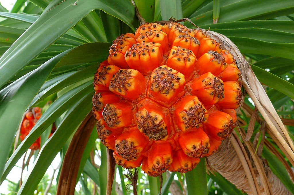 Quả dứa dại là một trong những nguồn dinh dưỡng chính ở Liên bang Micronesia (đảo nằm ở Thái Bình Dương). Ngoài ra, loại quả này còn có ứng dụng trong nha khoa.