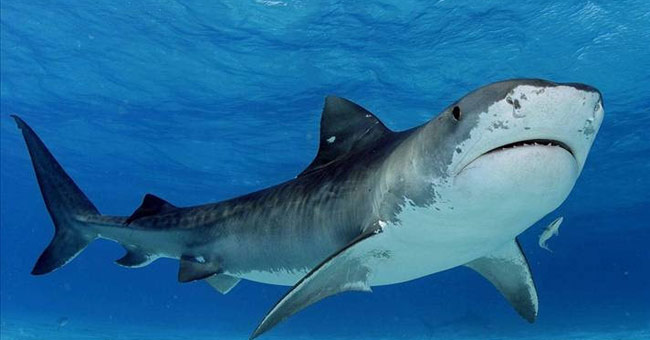 Những sự thật thú vị về cá mập khiến bạn kinh ngạc