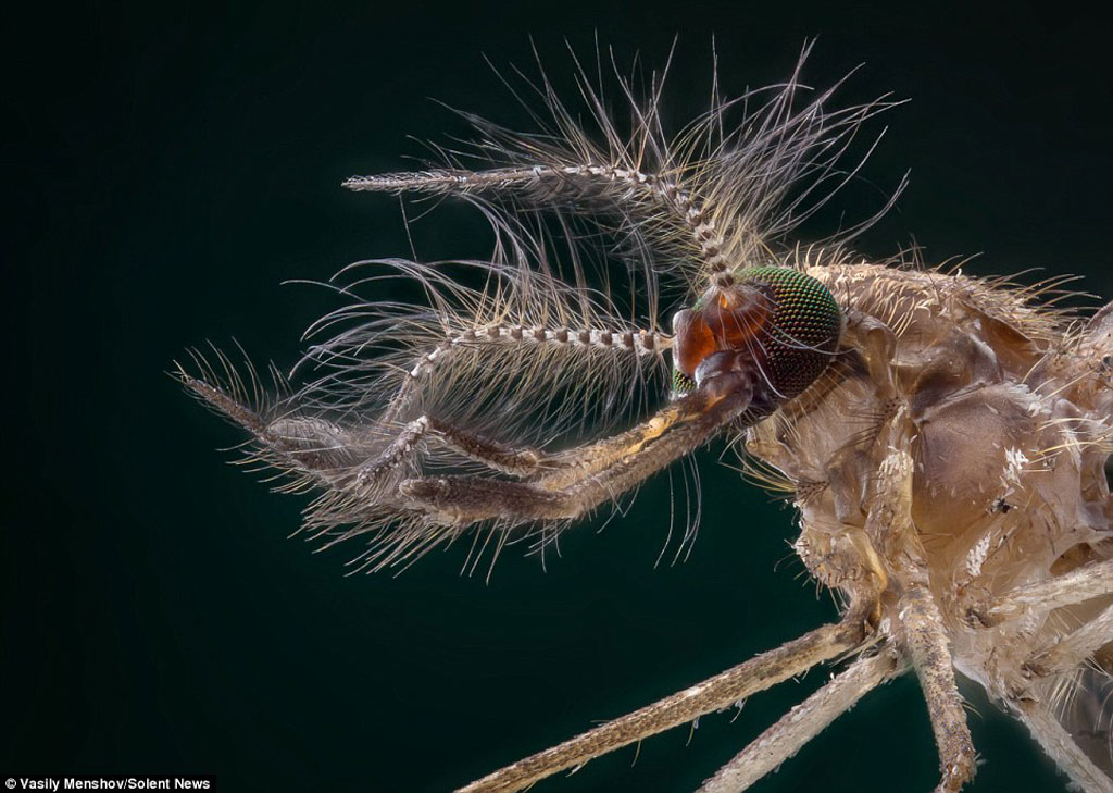 Một chú muỗi đực đầy lông lá.