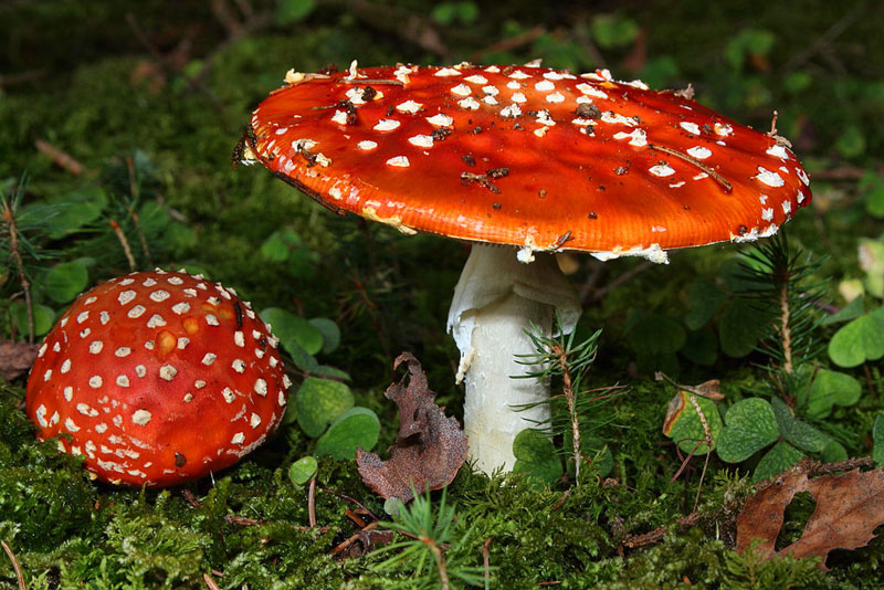 The 10 Most Dangerous Poisonous Mushrooms In The World