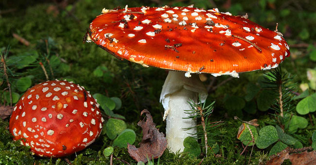 10 loại nấm độc nguy hiểm nhất thế giới