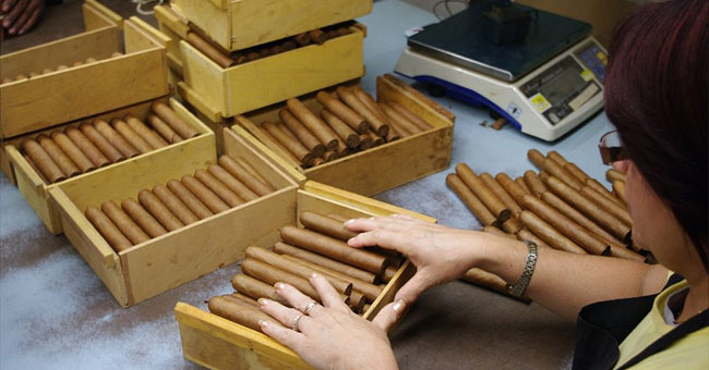 Quy trình sản xuất điếu xì gà trứ danh ở Cuba