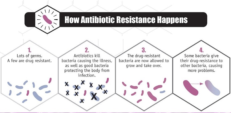 Quá trình vi khuẩn kháng kháng sinh tồn tại và phát triển thành quần thể.