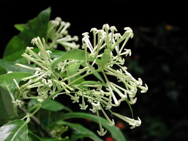 Loại hoa này có chứa một loại chất kiềm độc, nếu tiếp xúc với hoa quá lâu sẽ làm cho tóc bị rụng nhanh.