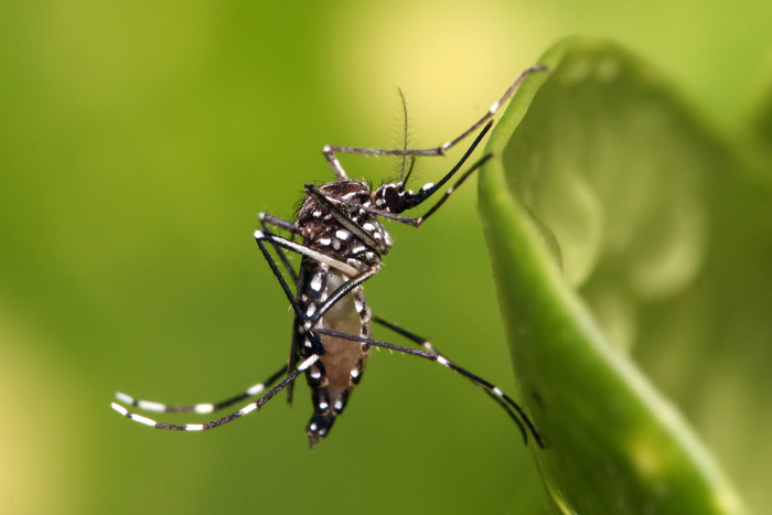 Zika lây qua muỗi đốt, truyền máu, quan hệ tình dục, song muỗi truyền là con đường phổ biến nhất.