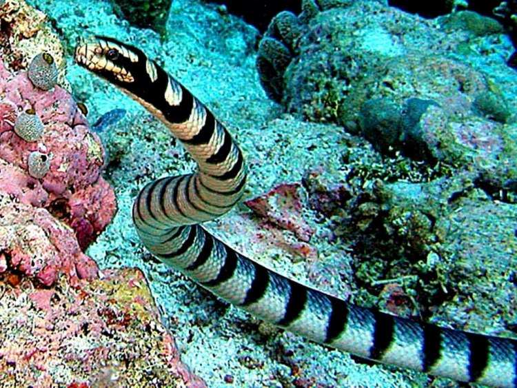 Rắn biển Belcher là loài độc nhất thế giới