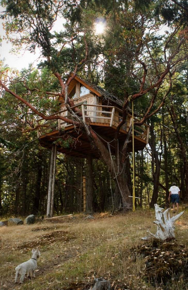 Ngôi nhà trên cây tại Henry Island, Bengal, Ấn Độ.