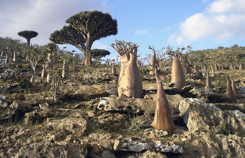 Đảo Socotra đã được UNESCO công nhận là di sản thiên nhiên thế giới 