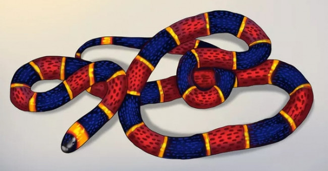 5 mẹo dân gian khiến rắn sẽ không dám bén mảng tới gần nhà bạn