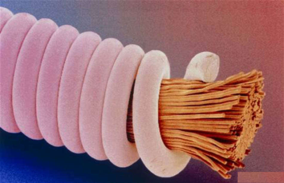 Hình ảnh chân thực của dây đàn ghi ta dưới kính hiển vi