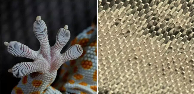 Vật liệu Geck Skin