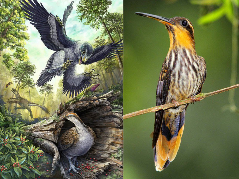Tổ tiên cuối cùng của loài chim hiện nay đã thoát khỏi nạn diệt vong nhờ vào chế độ ăn hạt.