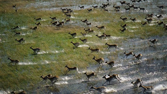 Linh dương cư trú tại đồng bằng Okavango to lớn hơn so với các loài linh dương khác