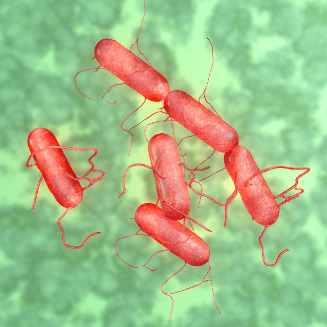 Nhiễm khuẩn Salmonella có thể bị nặng ở những người có hệ miễn dịch suy yếu. Nhiễm khuẩn Salmonella có thể bị nặng ở những người có hệ miễn dịch suy yếu.