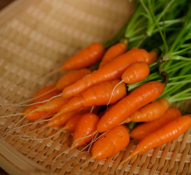Kỹ thuật cách trồng cà rốt mini