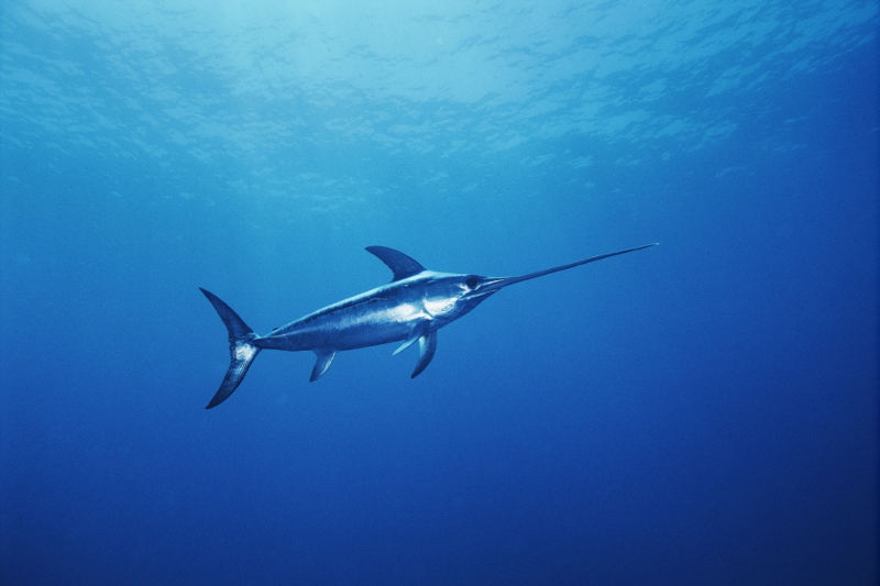  Cá kiếm (Swordfish) 64 km/h