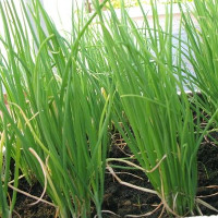 4 cách trồng hành lá siêu đơn giản tại nhà 4 cách trồng hành lá siêu đơn giản tại nhà