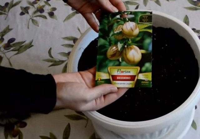 Cách trồng dưa hấu Nam Mỹ 