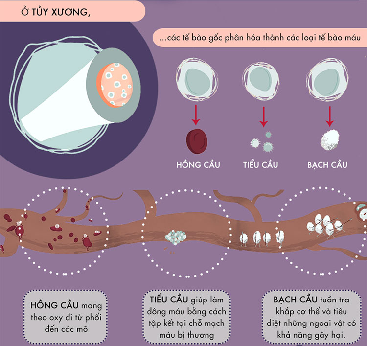 Ở tủy xương, các tế bào gốc phân hóa thành các loại tế bào máu.