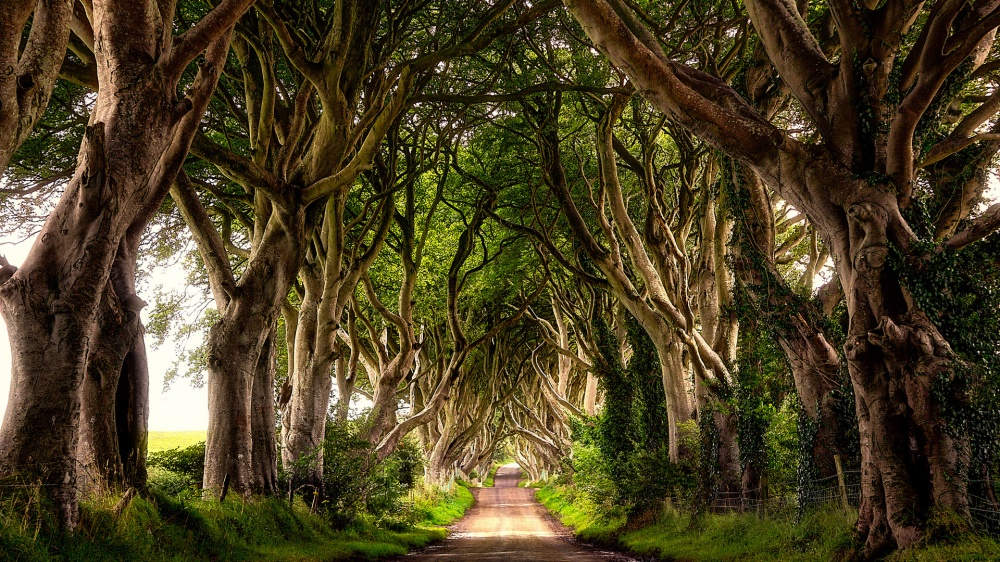 The Dark Hedges là một nơi lạ lùng đầy mê hoặc