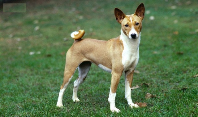 Giống chó Basenji không sủa, chúng chỉ gầm gừ, rên tỉ, ư ử tùy theo tâm trạng.