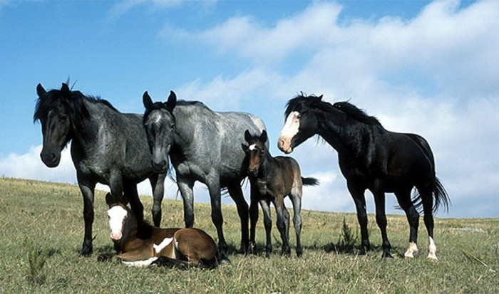 Tại Anh, tất cả các loài ngựa, lừa đều phải có hộ chiếu ngựa (gọi là Horse Passport).