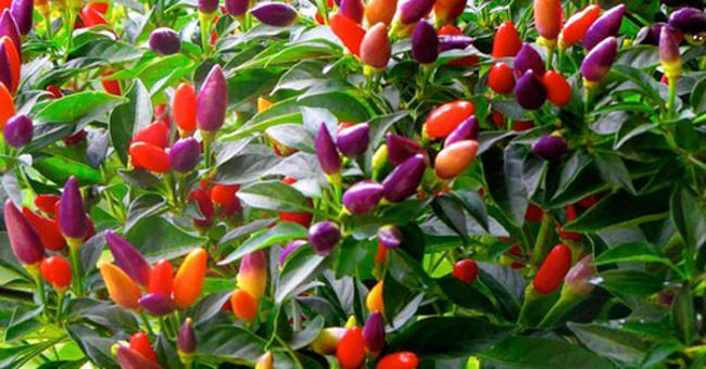 Cách trồng ớt nhiều màu tại nhà vừa ăn vừa làm cảnh