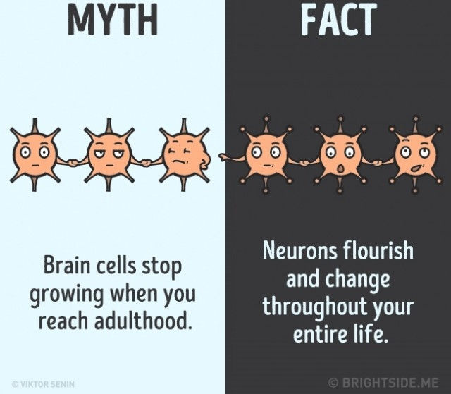 Các tế bào não ngừng phát triển khi bạn đến tuổi trưởng thành. Sự thật là các tế bào thần kinh phát triển và thay đổi trong toàn bộ cuộc đời bạn. Các tế bào não ngừng phát triển khi bạn đến tuổi trưởng thành. Sự thật là các tế bào thần kinh phát triển và thay đổi trong toàn bộ cuộc đời bạn.
