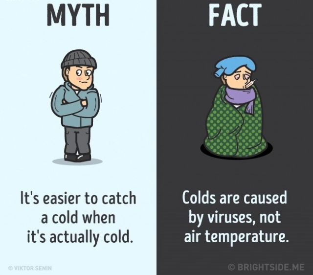 Sự thật là cảm lạnh do vi rút gây ra, không phải do khí hậu. Sự thật là cảm lạnh do vi rút gây ra, không phải do khí hậu.