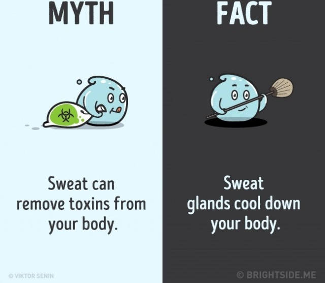 Sự thật là tuyến mồ hôi chỉ làm mát cơ thể bạn. Sự thật là tuyến mồ hôi chỉ làm mát cơ thể bạn.