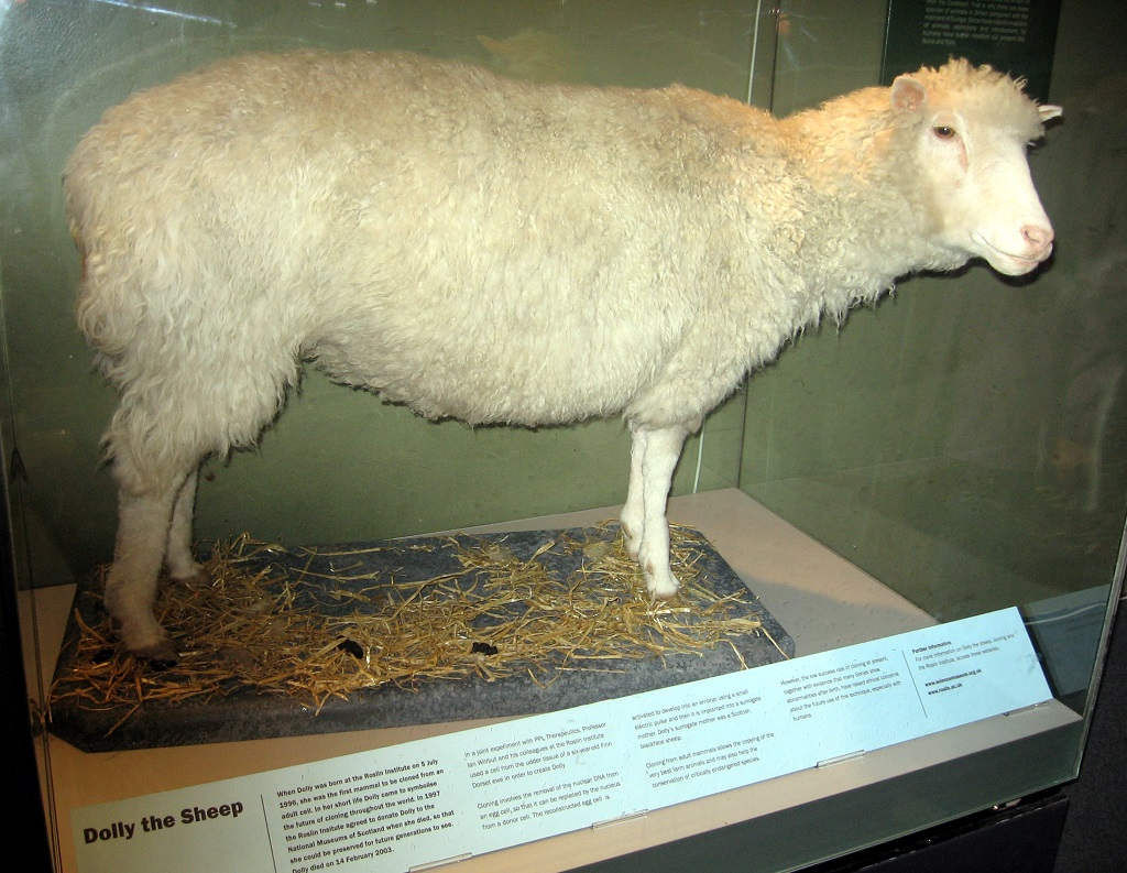 Sau khi chết đi, xác của Dolly được nhồi bông và trưng bày ở viện Bảo tàng quốc gia Scotland​