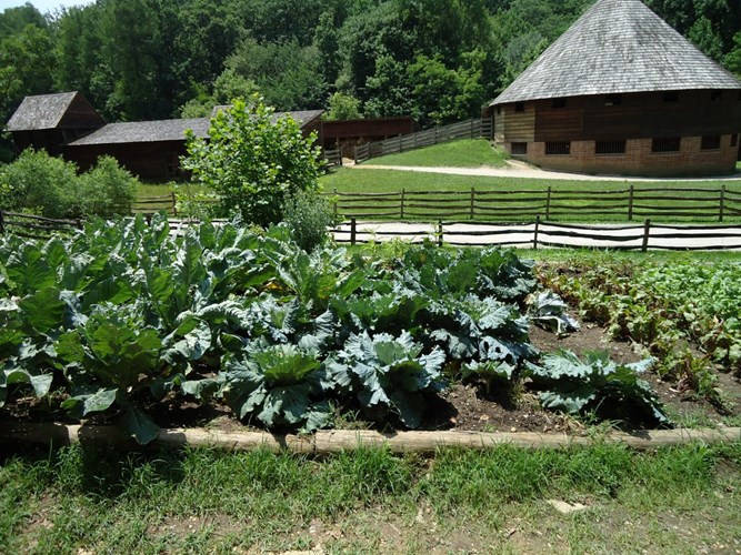 Tổng thống Washington giám sát, quản lý các hoạt động của trang trại ở Mount Vernon như trồng, phát triển các loại rau củ, cây ăn quả. 