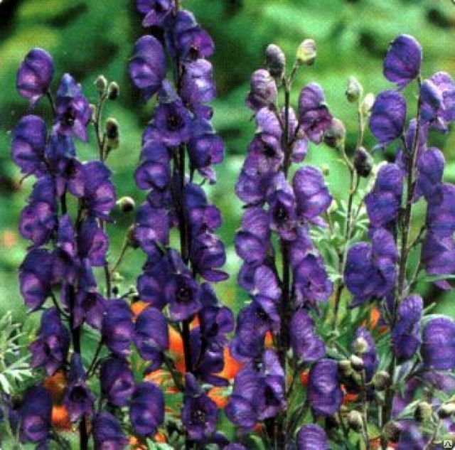  Ở châu Âu, đây có lẽ là một trong những loài hoa đẹp nhưng độc nhất nên còn được tôn phong là "nữ hoàng độc dược".