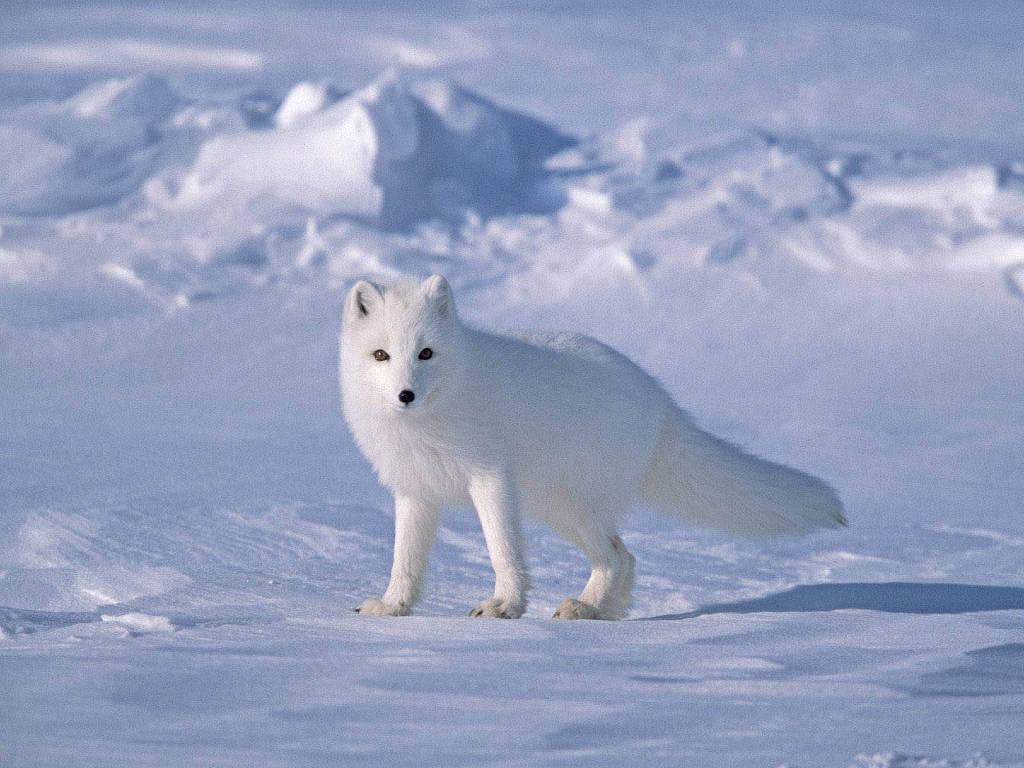 Cáo Bắc cực - loài vật xinh đẹp ăn phân chính mình - KhoaHoc.tv
