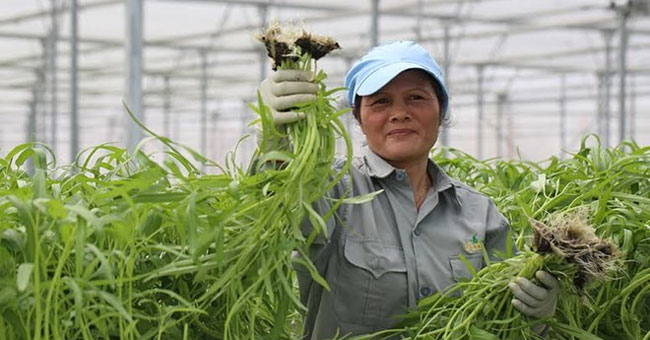 Làm nông nhàn hơn nhờ công nghệ nhà kính Làm nông nhàn hơn nhờ công nghệ nhà kính