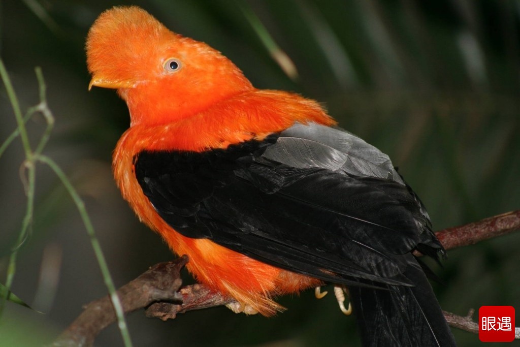 Chim Rupicola peruvianus