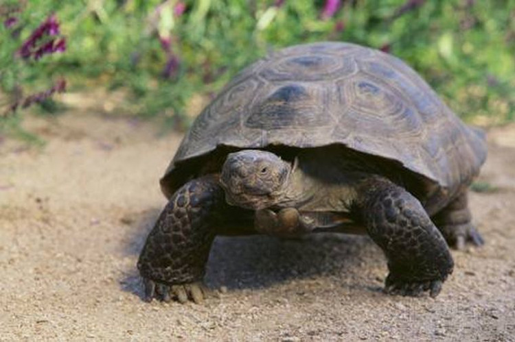 Rùa Touche là con rùa cái 100 tuổi. 