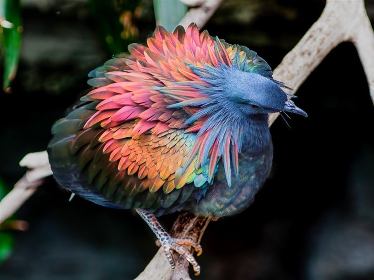 Loài chim bồ câu tuyệt đẹp này khiến nhiều người có ý nghĩ rằng đây là loài chim đến từ thiên đường.