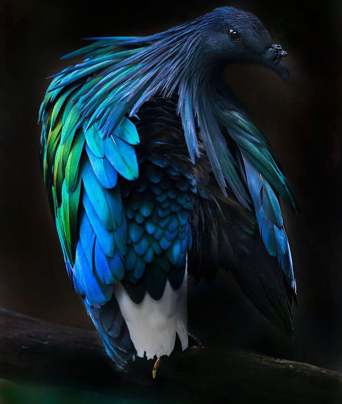 Chim bồ câu Nicobar có màu sắc rực rỡ hơn hẳn những con bồ chim bồ câu thông thường là do vị trí địa lý nơi chúng sinh sống chủ yếu.