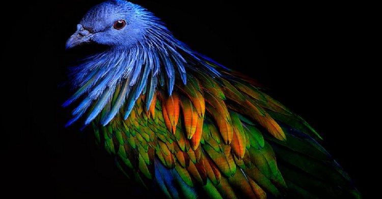 Bộ lông đẹp tuyệt mỹ của chúng là một trong những bộ lông đẹp nhất trong vương quốc loài chim.