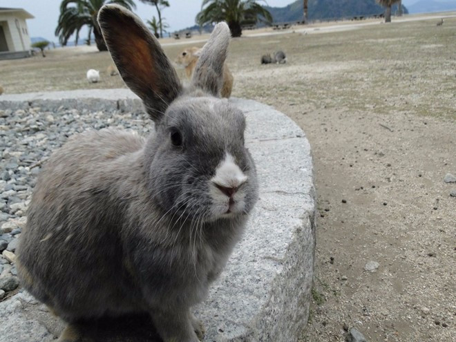 Nếu bạn nghe thấy ai lẩm bẩm "thỏ, thỏ" hoặc "thỏ trắng" vào ngày đầu tiên của tháng, người đó có thể là người Anh hoặc Mỹ