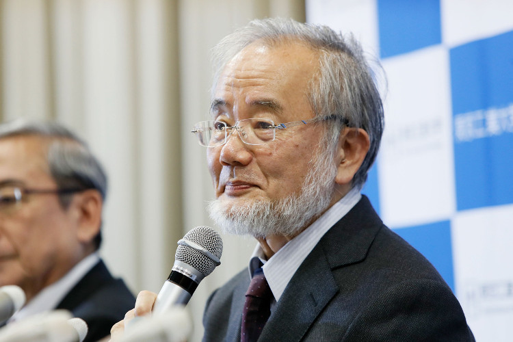Yoshinori Oshumi, nhà khoa học Nhật Bản, giành giải Nobel Y học năm 2016.