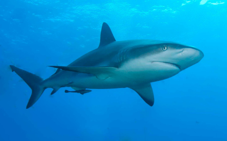 Liên minh châu Âu cho phép đánh bắt cá mập ở khu vực nước sâu.