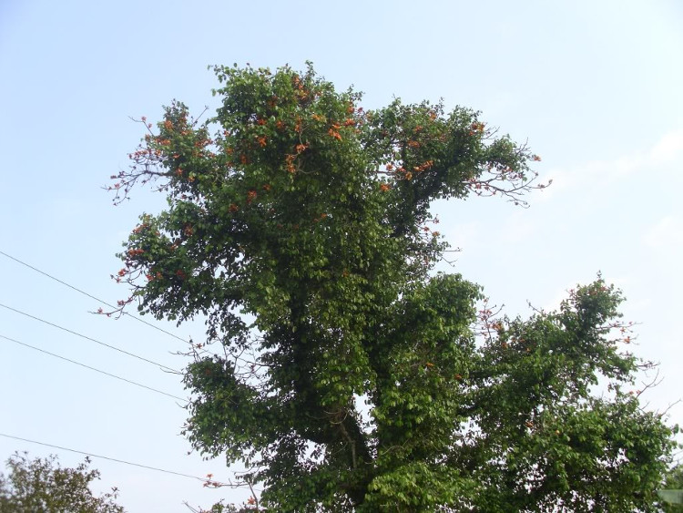 Tầm gửi là tên gọi chung cho các loài cây sống ký sinh trên cây chủ.