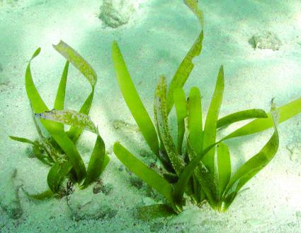 Cỏ biển Thalassia testudinum hay còn gọi là Cỏ Rùa.