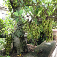 Kỹ thuật trồng và chăm sóc cây sung cảnh ra quả Kỹ thuật trồng và chăm sóc cây sung cảnh ra quả