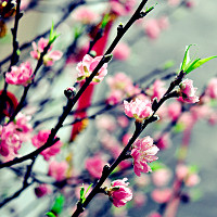 Cách làm hoa đào nở đúng Tết Cách làm hoa đào nở đúng Tết